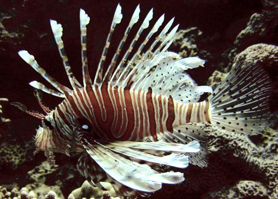 Common lionfish