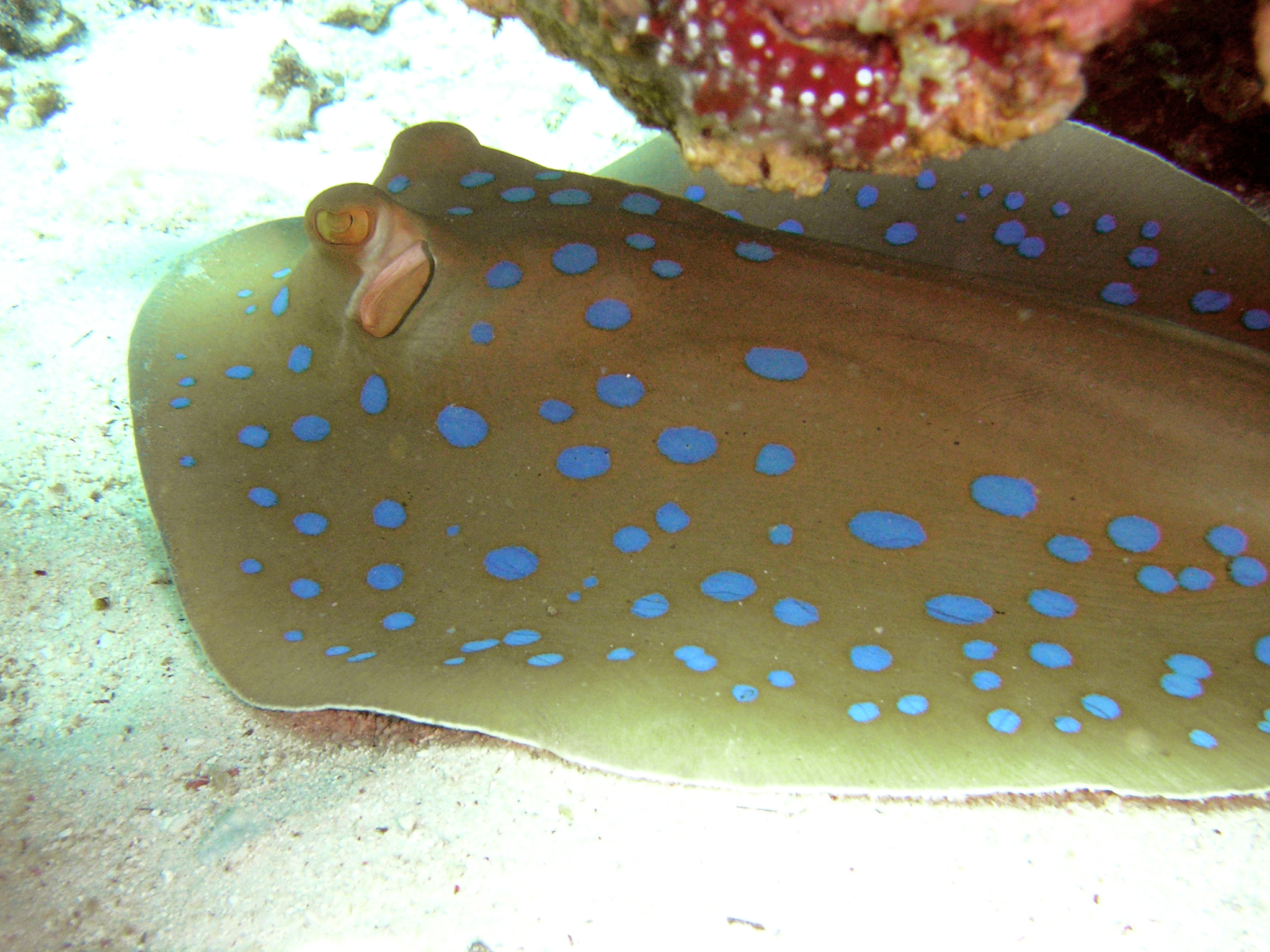 Pacific Stingray