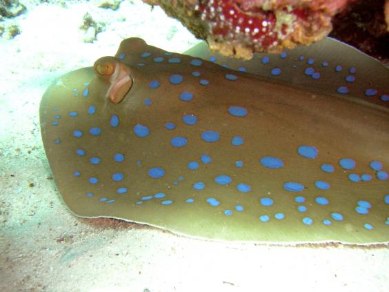 Bluespotted stingray
