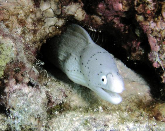 Grey moray