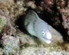 Grey moray