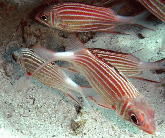 Crown Squirrelfish