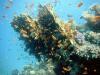 Reefscape