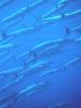 Blackfin barracuda