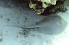 Bluespotted stingray