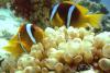 Red Sea Anemonefish