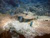 Sulfur and Whitebelly damselfish