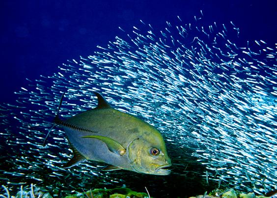 Jack and Silversides