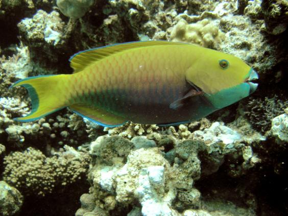 Female Sheephead parrotfish (Scarus gibbus)