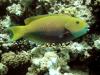 Female Sheephead parrotfish (Scarus gibbus)