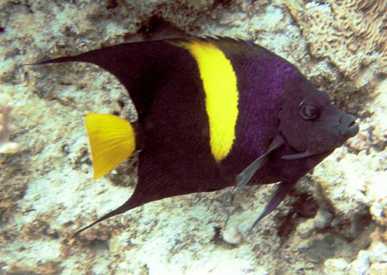 Crescent Angelfish