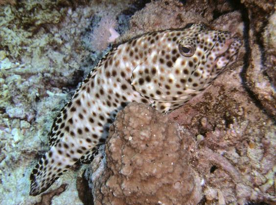 Arabian Grouper