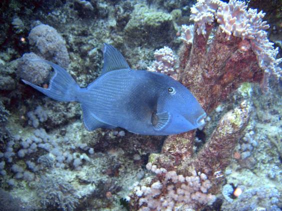 Blue Triggerfish