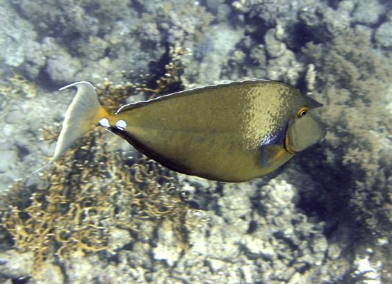 Blue-spine Unicornfish
