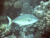 Yellowspoted Trevally