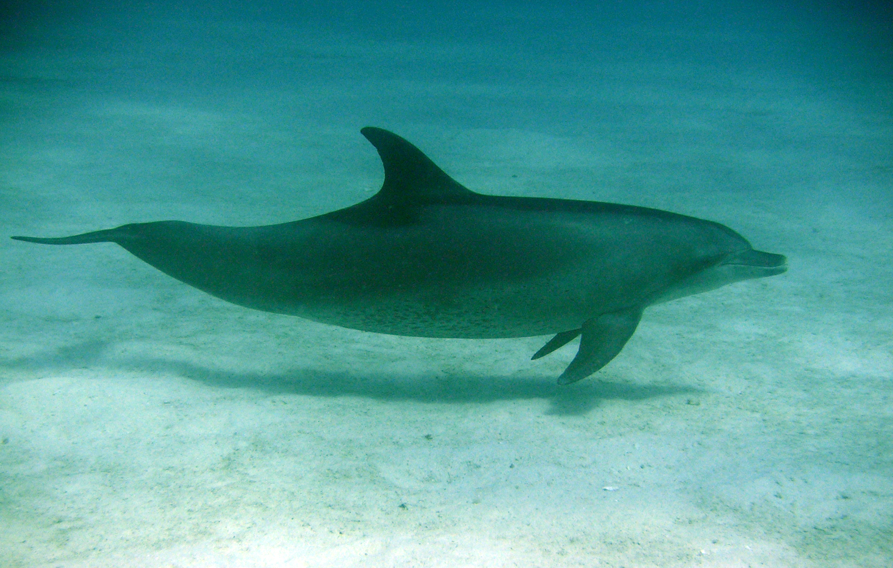 Bottlenose Dolphin Description
