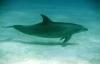 Bottlenose Dolphin