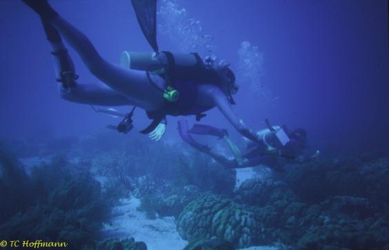 Scuba diving