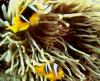 Red Sea Anemonefish