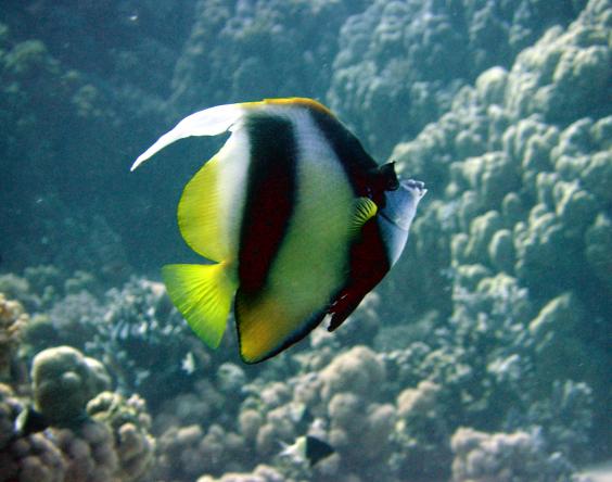 Red Sea Bannerfish