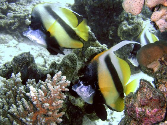 Red Sea Bannerfish
