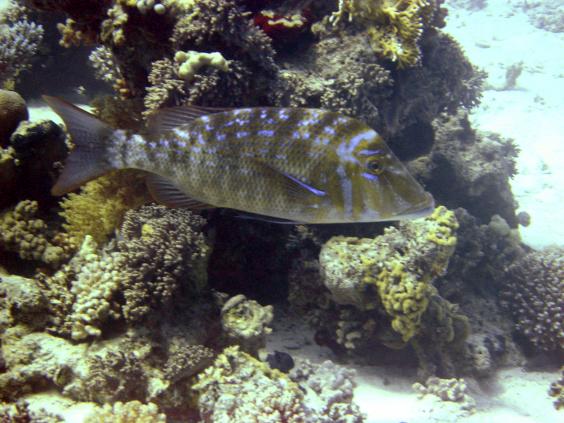 Variegated Emperor
