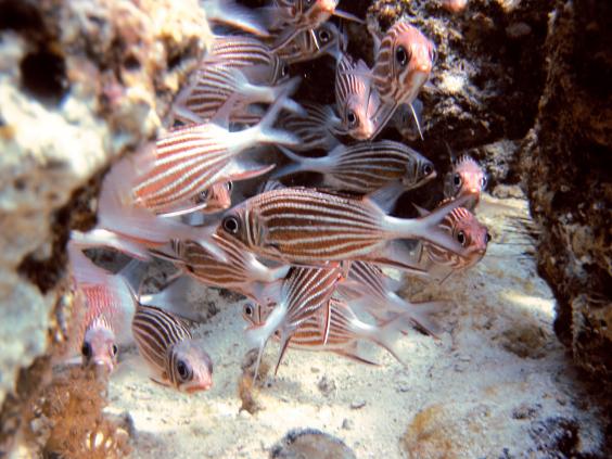 Crown Squirrelfish