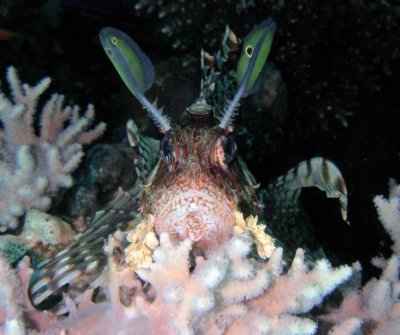 Common Lionfish