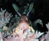 Common Lionfish