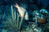 Parrotfish