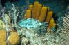 Parrotfish at Night