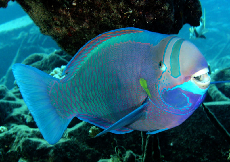 Pictures Of Parrot Fish - Free Parrot Fish pictures 