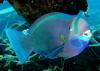 Spectacled Parrotfish