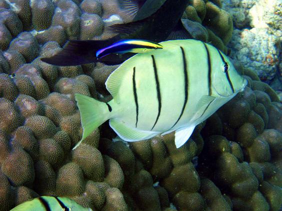 Convict Tang