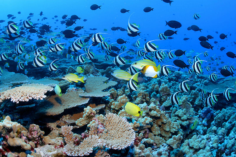 fish. Colorful reef fish school in