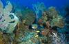 Puffer