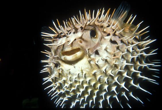 Puffer Startled