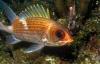Squirrelfish