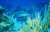 Nurse Shark