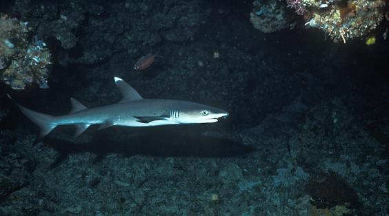 Juvenile Whitetip Reef Shark