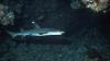Juvenile Whitetip Reef Shark