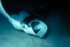Manta Ray