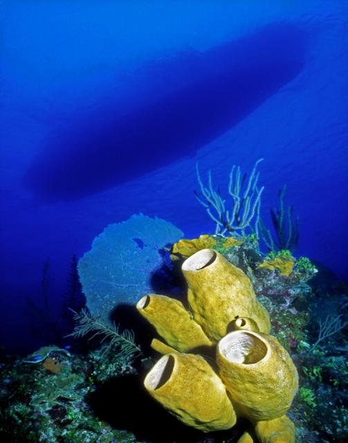 Yellow Tube Sponges