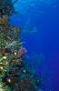Deep Reef Scene