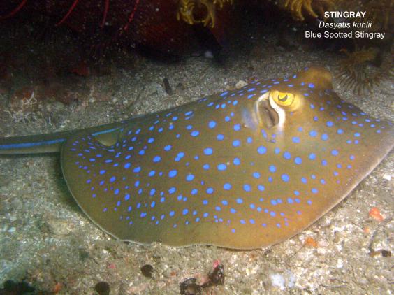 blue spotted stingray