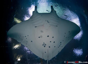 Manta Ray by Jeremy A.  Ellis