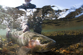 Angler with rainbow trout