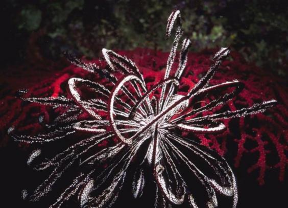 Crinoid (Basketstar)