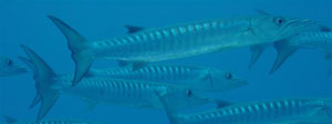 Blacktail barracudas