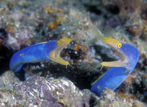 Blue Ribbon Eels